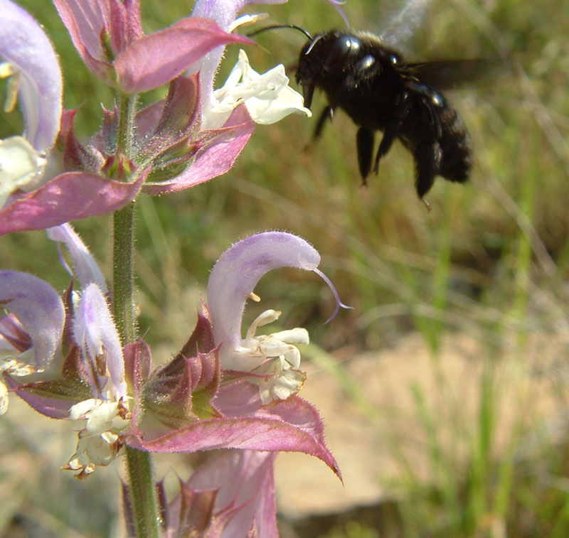 Xylocopa violacea su ?